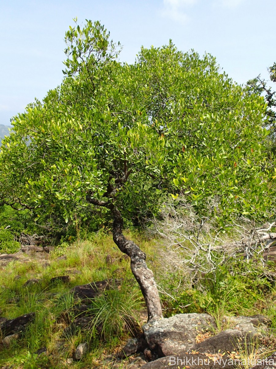 Pleurostylia opposita (Wall.) Alston